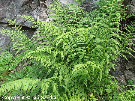 Soreahiirenporras - majbrken - Athyrium filix-femina